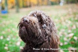 Labradoodle Gender Differences