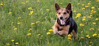 Dog Body Language Understanding What Your Dog Is Trying To Tell You In 2020 Dog Body Language Dogs Your Dog