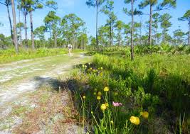 Download other photos about jonathan dickinson state park cabins in our gallery. Jonathan Dickinson State Park Cabins Good For Explorers