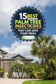 An important aspect of palm tree care is properly pruning the tree and not doing it correctly can weaken the tree's health and even lead to its death. 15 Best Palm Tree Insecticides That Can Save Your Trees Garden Tabs