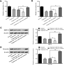 Veerasimir saraswathi chitty azmi & associates. Tripterine Inhibits Proliferation Migration And Invasion Of Breast Cancer Mda Mb 231 Cells By Up Regulating Microrna 15a
