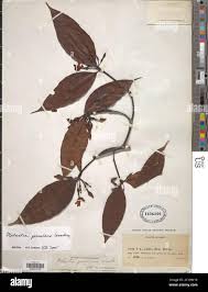 Image result for Malouetia