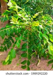 Image result for Pimpinella alismatifolia