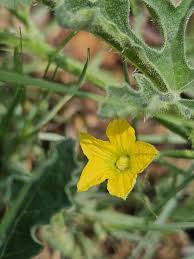 Image result for Cucumis zeyheri