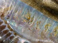 Image result for Aneilema arenicola