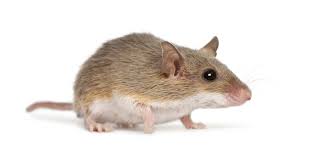 We stand behind all of our pest control services. Bugs Or Us Pest Control Cambridge Waterloo Kitchener Guelph Ontario
