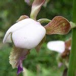Image result for Eulophia horsfallii