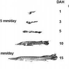 daily growth rate of alligator gar during 15 days culture at