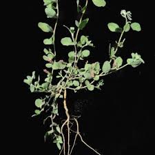 Image result for Indigofera flavicans