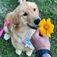 They're fluffy little teddy bears that are full of joy. 5 Best Golden Retriever Rescues In Arizona 2021 We Love Doodles