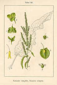 Image result for Rumex crispus