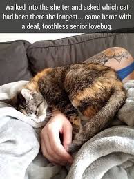 so precious susseste haustiere niedliche tierbabys katzen memes