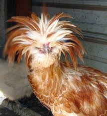 Wild Bird With Crazy Hair Birds With Crazy Hair About Eggcartons Com And Our Customers Crazy Hair Hobby Farms Husband Hair