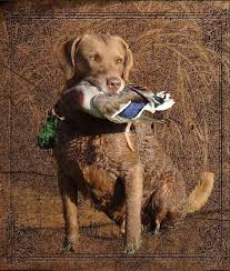 Pin On Chesapeake Bay Retriever