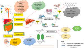 Herb Drug Interactions And Toxicity Underscoring Potential Mechanisms And Forecasting Clinically Relevant Interactions Induced By Common Phytoconstituents Via Data Mining And Computational Approaches Sciencedirect