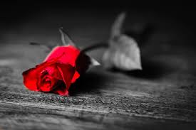 Use images for your pc, laptop or phone. Black Rose Wallpaper Hd Wallpapers Free Download Wallpaperbetter