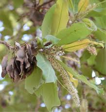 Image result for Terminalia macroptera