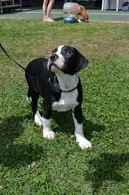 Adopt Baloo On Petfinder Mixed Breed Puppies Dogs Retriever Mix Dogs