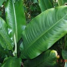Die 10 Besten Bilder Zu Diefenbachia Pflanzen Schatten Tropische Garten Nominative feminine singular of amoenus. pinterest