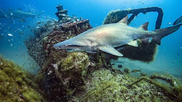 Maritime archaeologists document historic Graveyard of the Atlantic  shipwrecks | Office of National Marine Sanctuaries