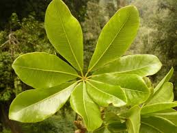 Image result for Astropanax abyssinicus