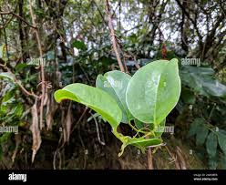 Image result for Smilax anceps