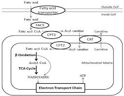 Image result for MCAD Deficiency