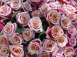 Once the most widely grown crimson roses; Rose Wikiwand