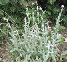 Image result for Helichrysum sulfureofuscum