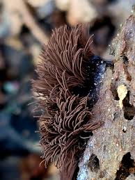 Image result for Stemonitis splendens