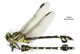 Image result for Gonatopus clavatus