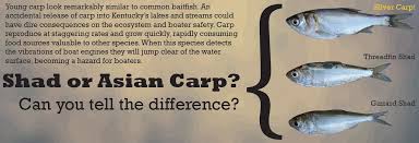 kentucky department of fish wildlife asian carp information