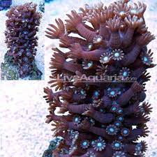 Pin On Reef Life