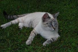 Black And White Tabby Cat Kitten This Is Ming A Lovely Siamese Tabby Cat Cross I Just Love This Coloring The Blue Eyes And The Cream Body Combined Wit White Tabby Cat Pets Cats Siamese Cats