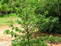 Image result for Coddia rudis