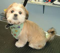 Maybe you would like to learn more about one of these? Lhasapoo Haircuts Cute Animal Pictures Lhasa Apso Puppies