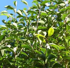 Image result for Ligustrum lucidum