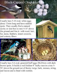 Video on bird nest identification She A Bird No1 Common Backyard Bird Nest Identification