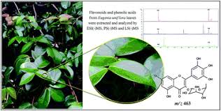 Ricardo married leopoldina roza fernandes fortes circa 1876, at age 25 at marriage place. Identification Of Phenolic Compounds In Eugenia Uniflora Leaves By Fticr Ms In Association With Different Ionization Sources Analytical Methods Rsc Publishing