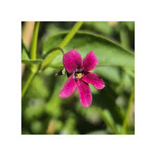 Image result for Jasminum beesianum