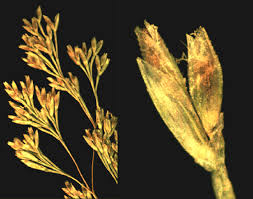 Image result for Distephanus divaricatus