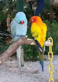 Sarasota Jungle Gardens Welcome Sarasota Jungle Gardens Pet Birds Sun Conure