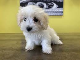 Puppyfinder.com is your source for finding an ideal havanese puppy for sale in usa. Westchester Puppies Havanese Puppies For Sale