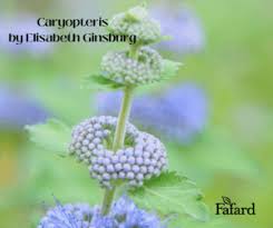 Image result for Caryopteris odorata