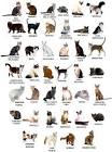 Types of Cats with Photos - Cat Breeds Junction