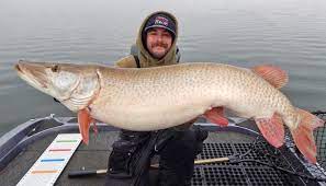Muskies are ambush predators who will swiftly bite their prey and then swallow it head first. Epic Muskie Day Lifts Young Fishing Guide Into Rare Air Star Tribune