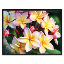 Plumeria Flower Framed Canvas Print Home Decor Wall Art Flower Frame Plumeria Flowers