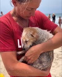 Olivia heard the desperate whinny before she saw them. A terrified mare  stood trembling in the rising floodwater, frantically nudging her newborn  foal. The tiny body was half-submerged, barely breathing. Without  hesitation,