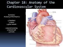 Ppt Chapter 18 Anatomy Of The Cardiovascular System Powerpoint Presentation Id 1897320
