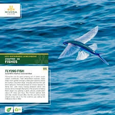 Pin On Fishes
